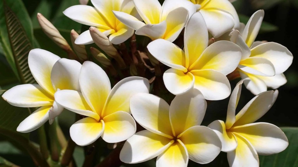 plumeria