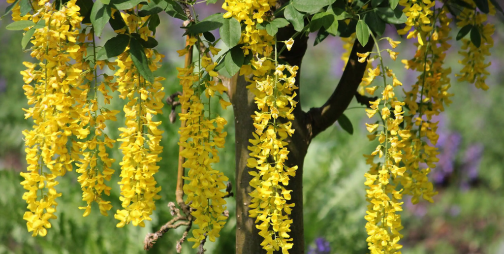 laburnum